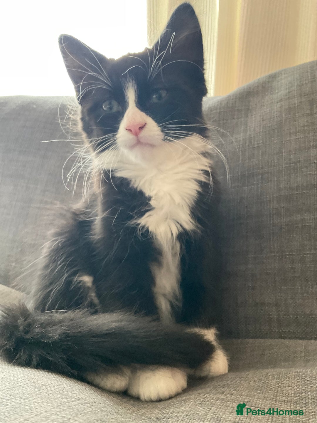 Siberian cats for sale: 🐾 Siberian X Tuxedo Boy*vaccinated health checked - Advert 5
