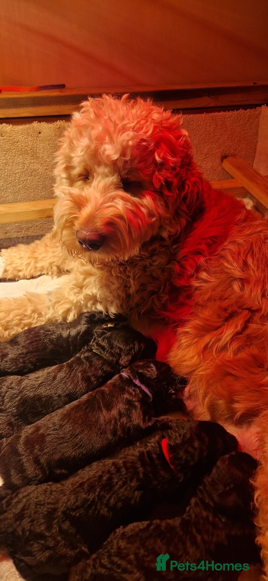 Goldendoodle dogs FB1 Goldendoodle pupies - Advert 1