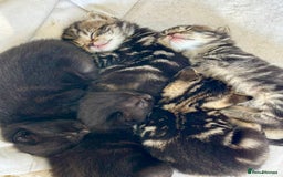 British Shorthair cats for sale: Two gorgeous female kittens for sale - Image 2