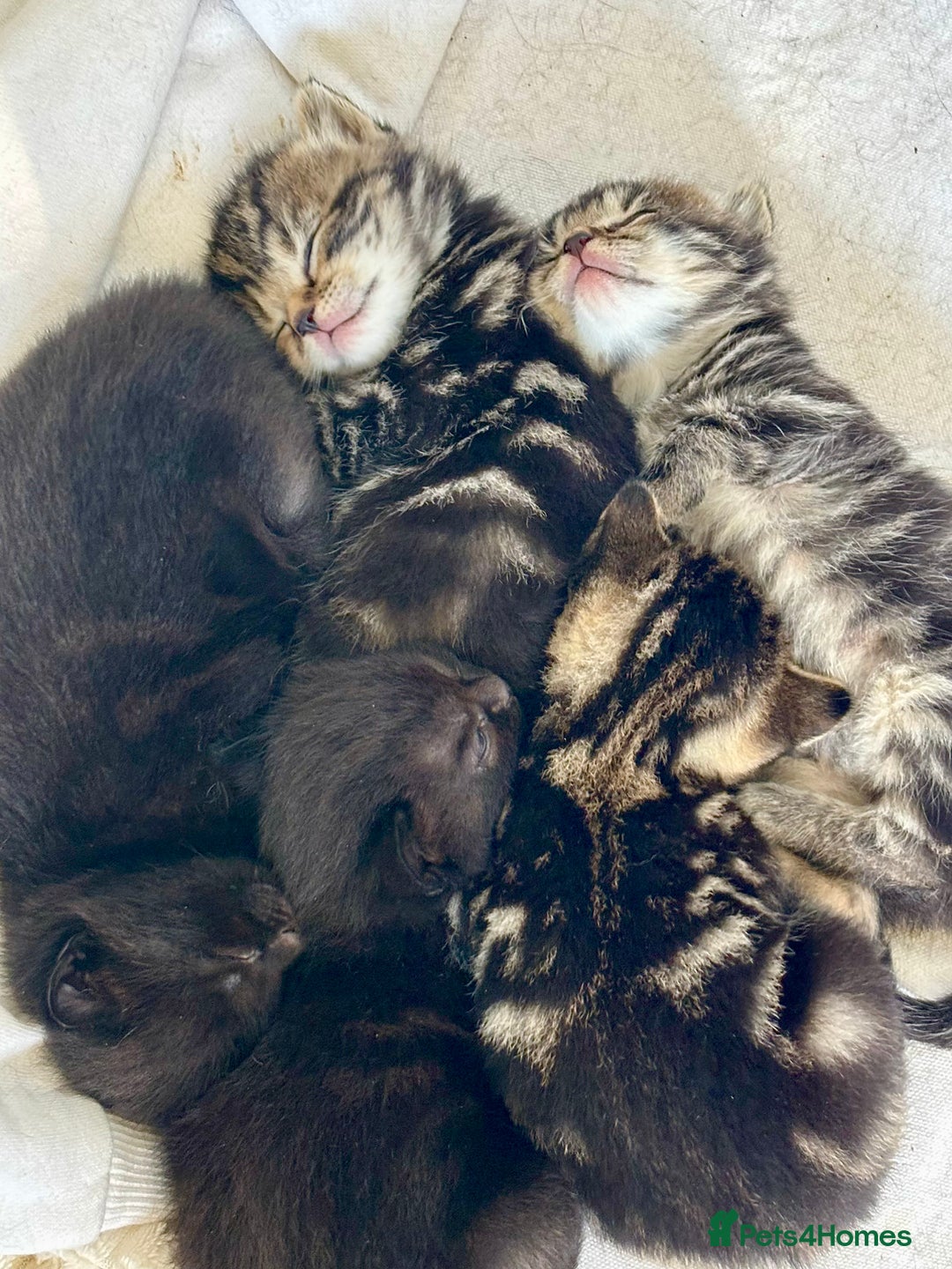 British Shorthair cats for sale: Two gorgeous female kittens for sale - Image 2