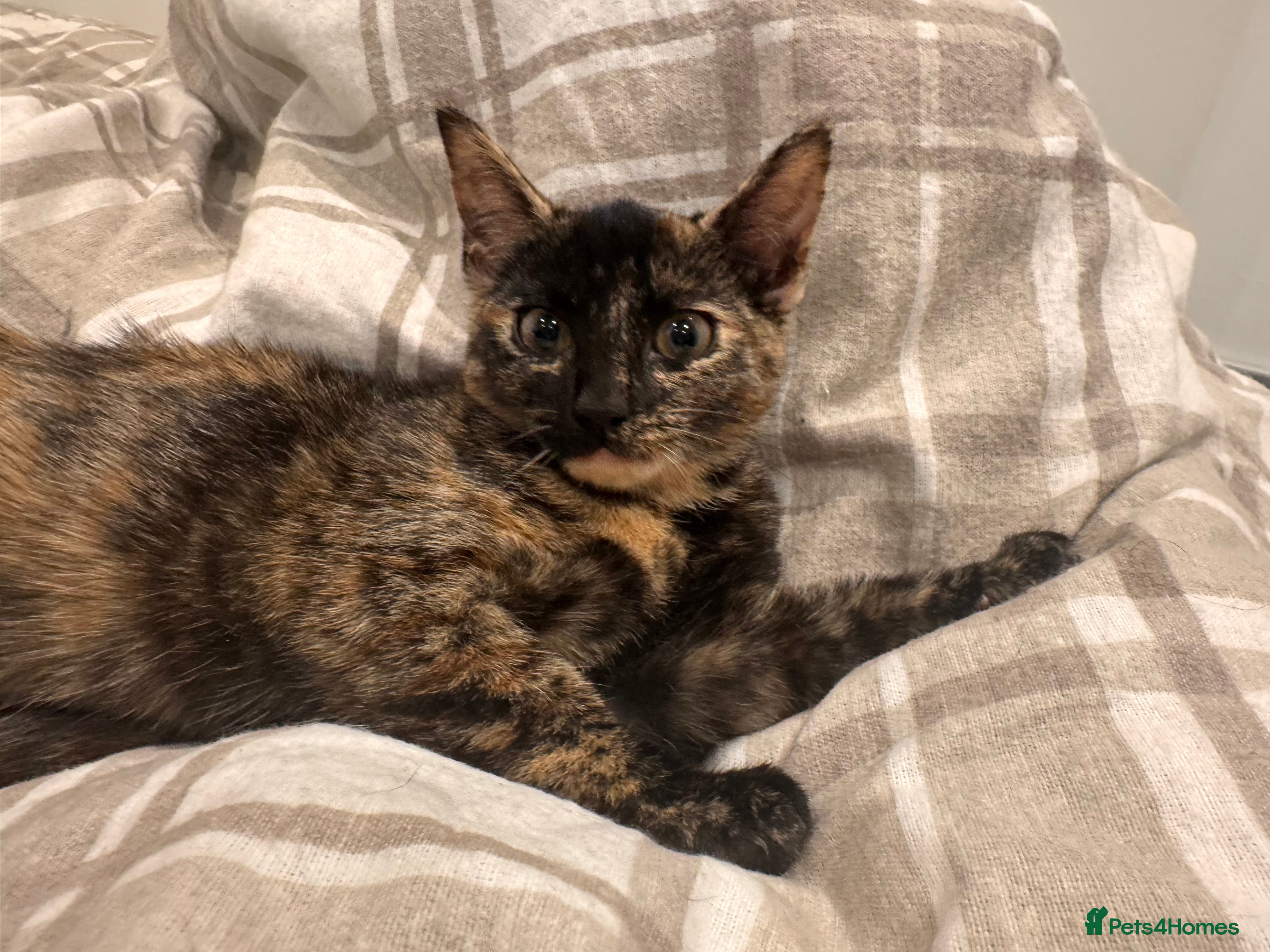 Domestic Shorthair cats 4 month old kitten - Advert 12