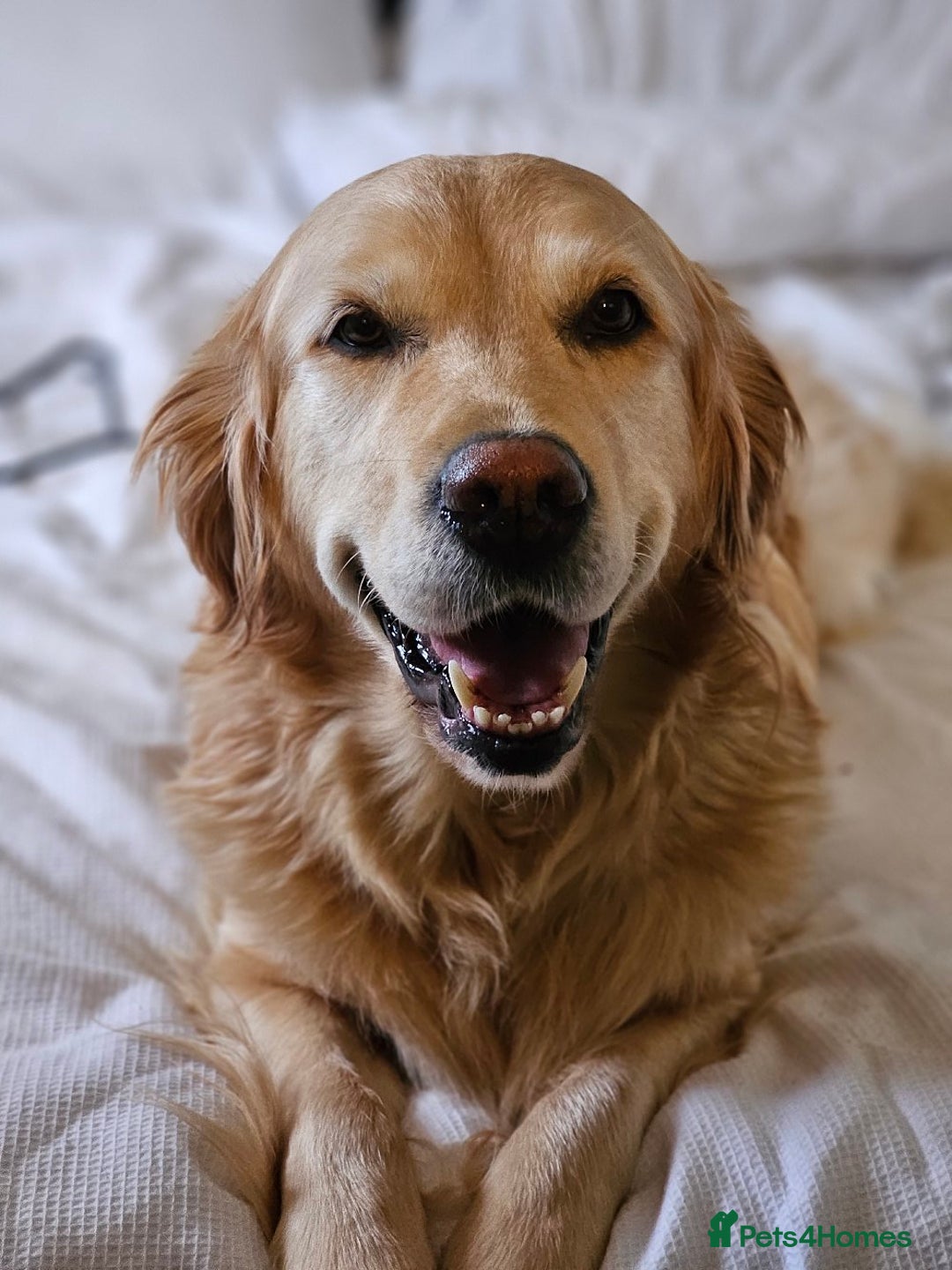 Golden Retriever dogs for sale: Beautiful Golden Retriever Puppies - Image 7