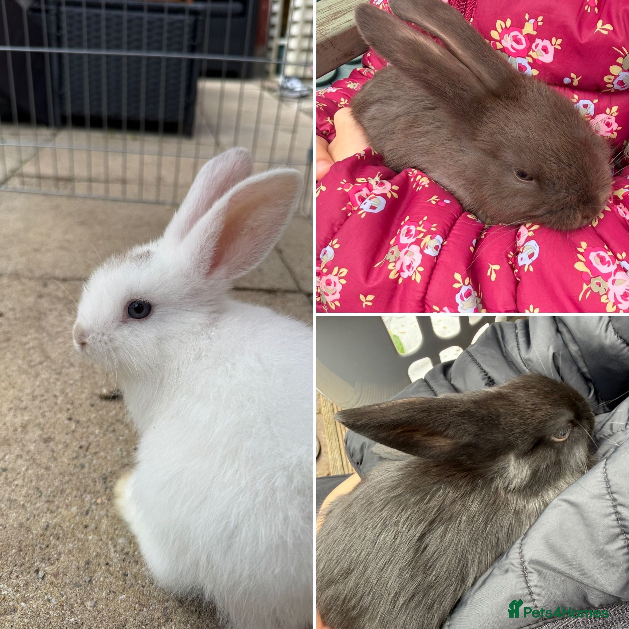 French Lop rabbits French lop - Advert 3