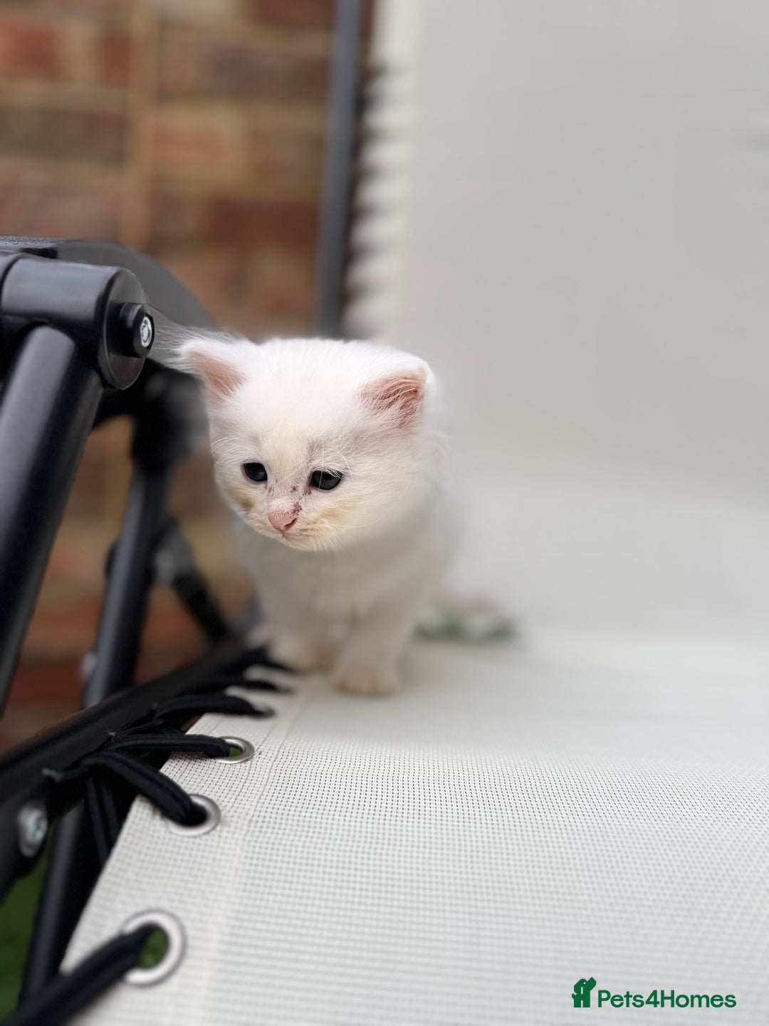 Siberian cats for sale: Pure White Siberian Boy - Image 10