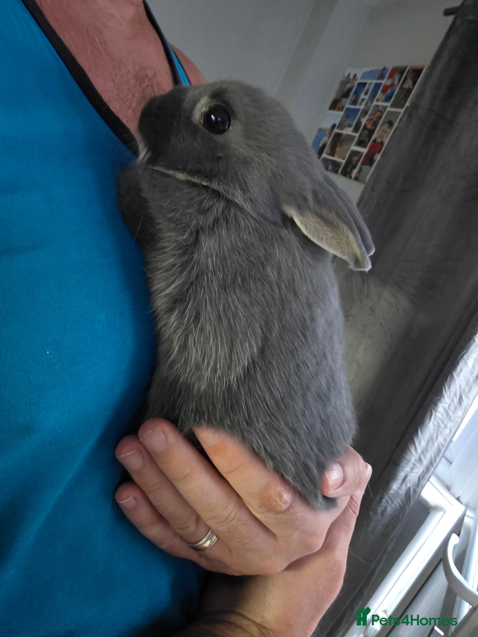 Netherland Dwarf rabbits Pure bred netherland dwarfs - Advert 2