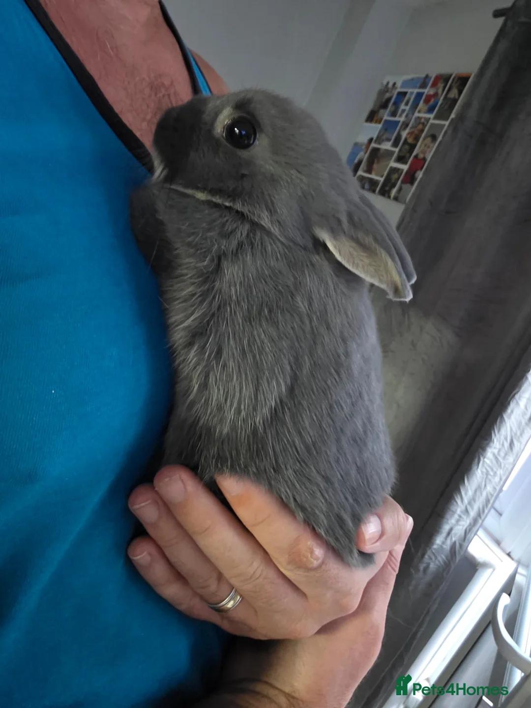 Netherland Dwarf rabbits for sale: Pure bred netherland dwarfs - Advert 2