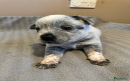 Australian Cattle Dog dogs for sale: Absolutely stunning litter!! - Advert 5