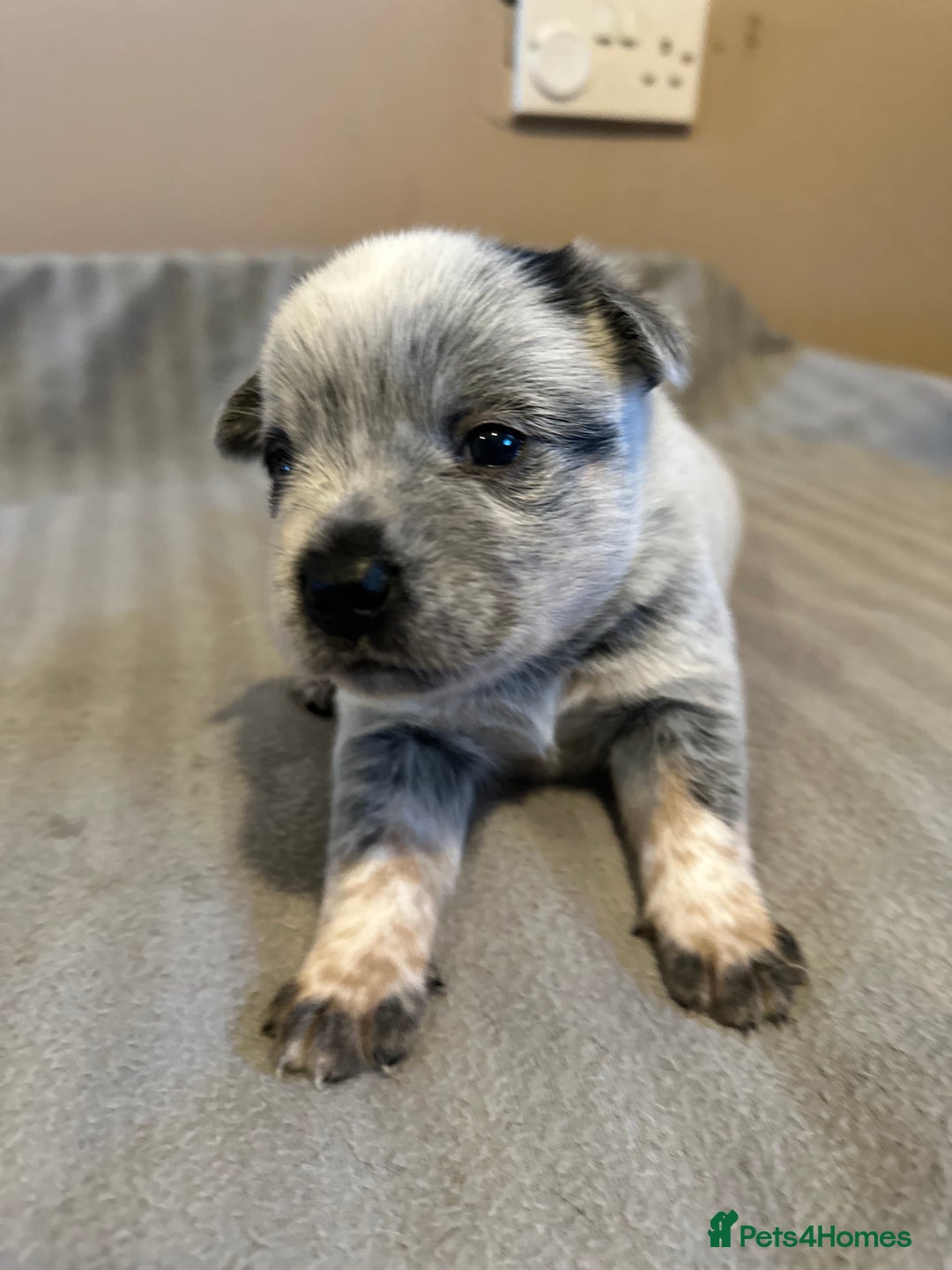 Australian Cattle Dog dogs for sale: Absolutely stunning litter!! - Advert 5