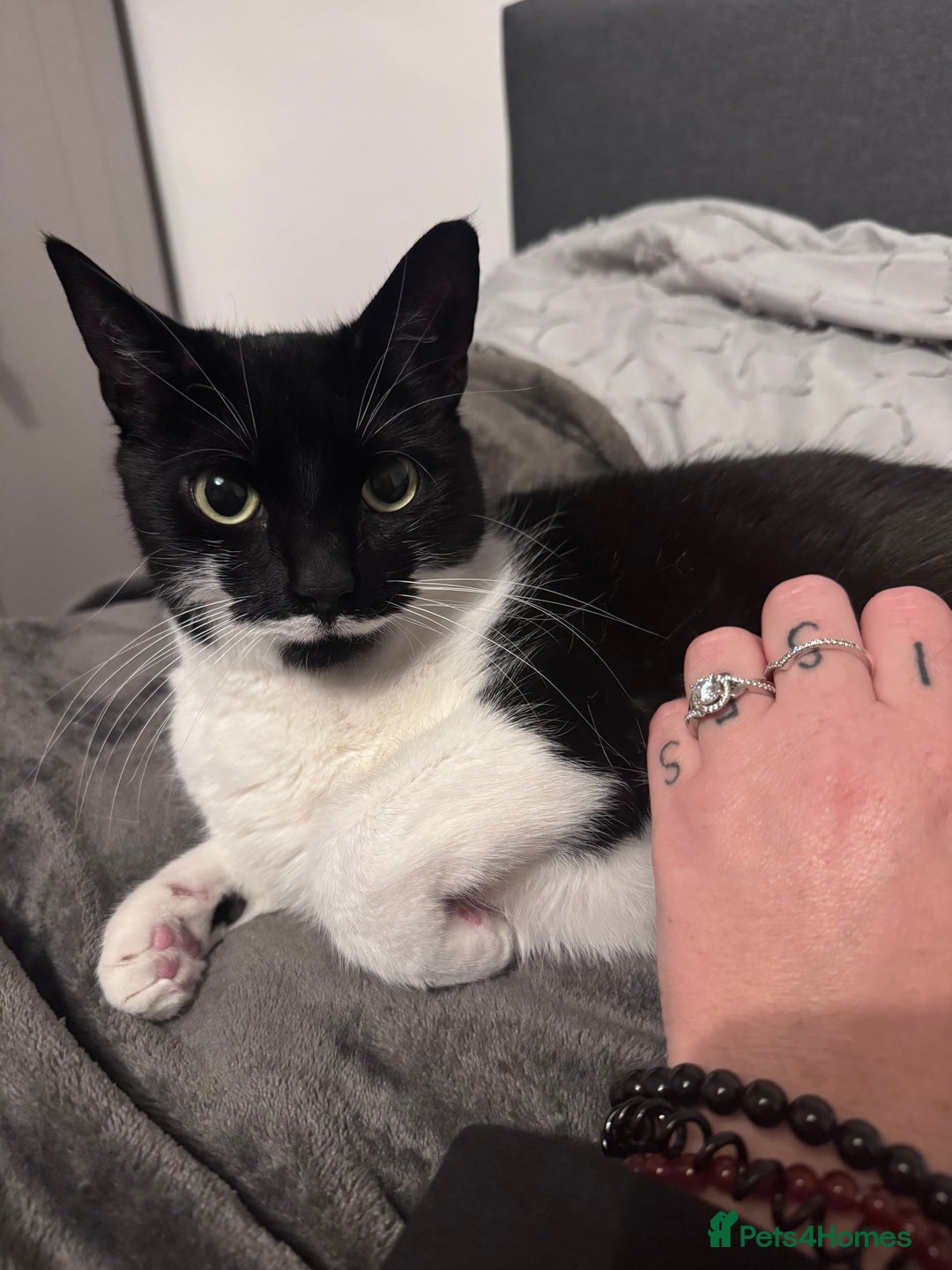 Domestic Shorthair cats for sale: Lovely cat female looking for home! - Image 6