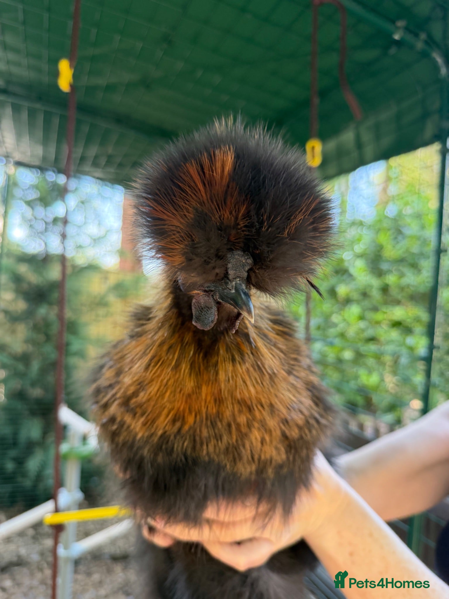 Chickens poultry Silkie Roosters  - Advert 1
