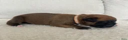 Boxer dogs for sale: KC Registered Boxer Puppies – Ready to Reserve - Advert 20
