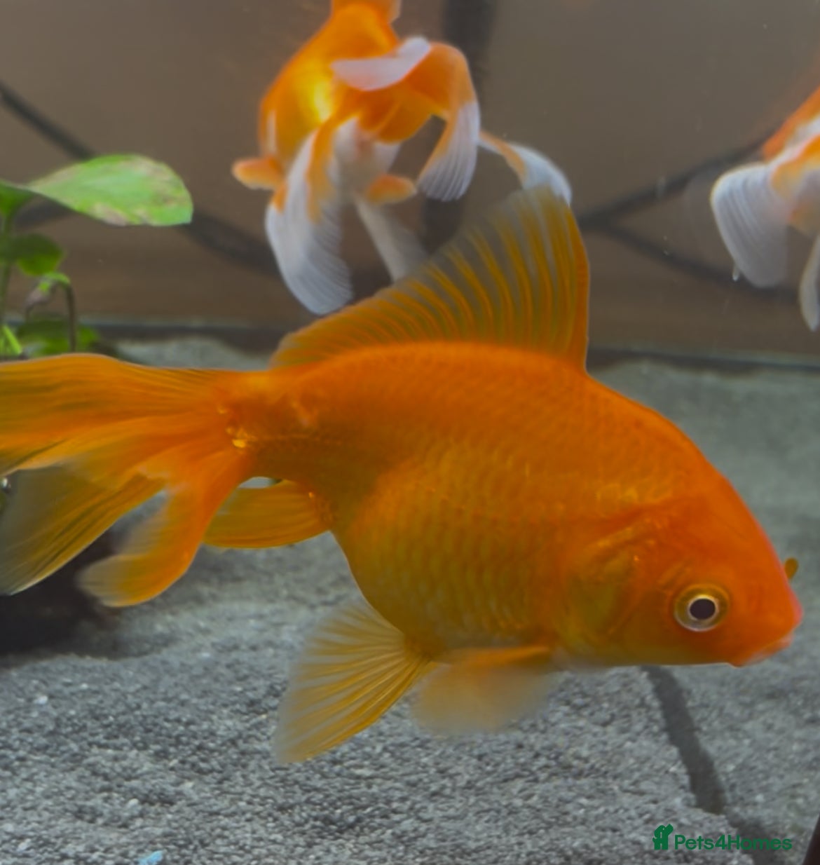 Fancy Goldfish fish Fancy Goldfish  - Advert 1