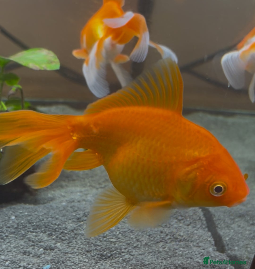 Fancy Goldfish fish for sale: Fancy Goldfish  - Advert 1