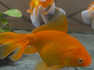 Fancy Goldfish fish Fancy Goldfish - Advert 12