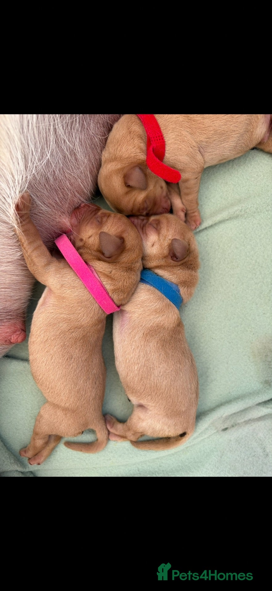 Labrador Retriever dogs 7 KC Registered Labrador Puppies - Advert 11