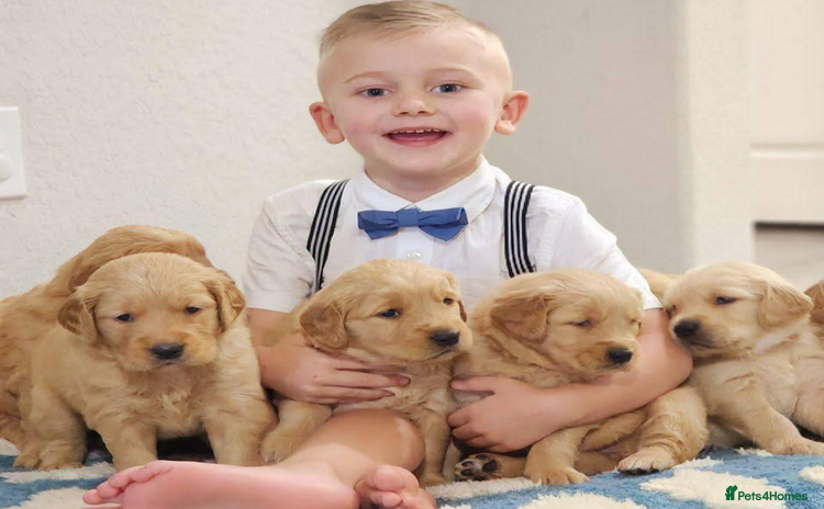 Golden Retriever dogs - Advert 7