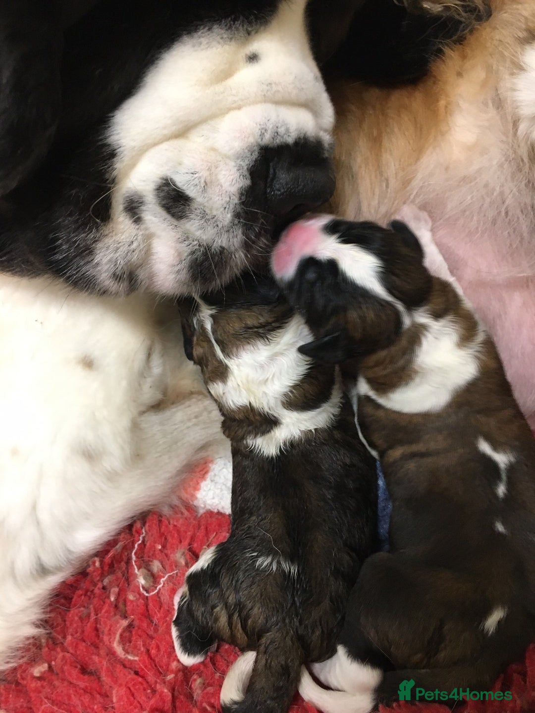 Saint Bernard dogs for sale: KC Reg Pups To Approved Homes. Health-tested line. - Advert 4