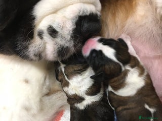 Saint Bernard dogs St.Bernard puppies due late December - Advert 8