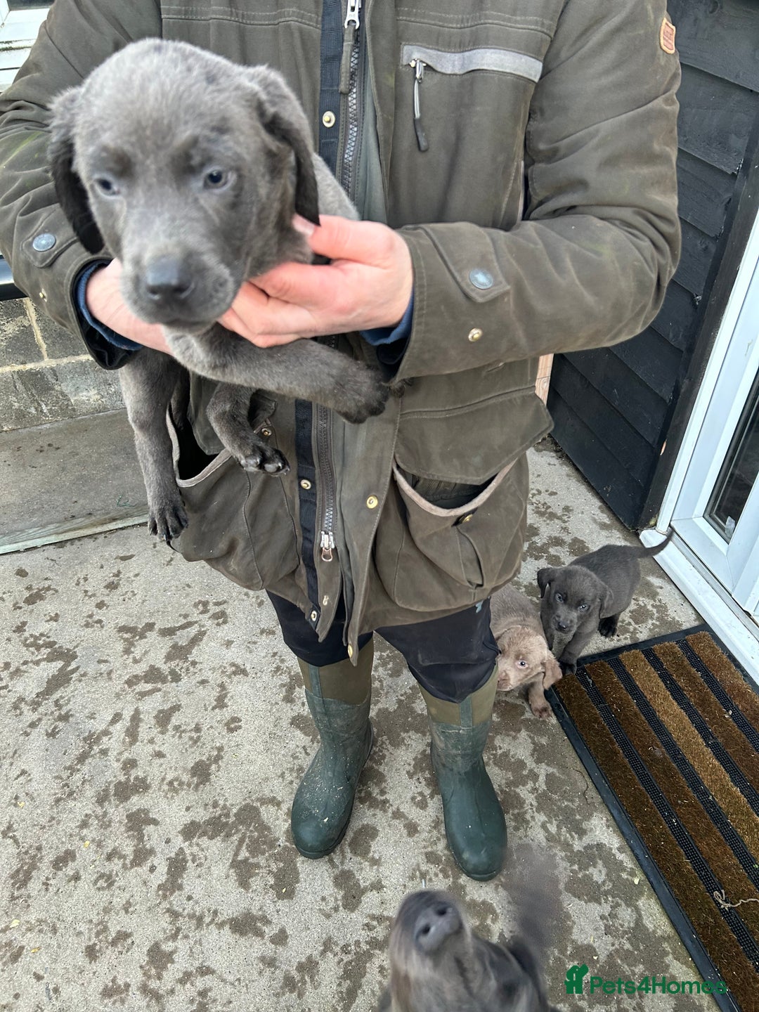 Labrador Retriever dogs for sale: Labrador puppies  - Advert 2