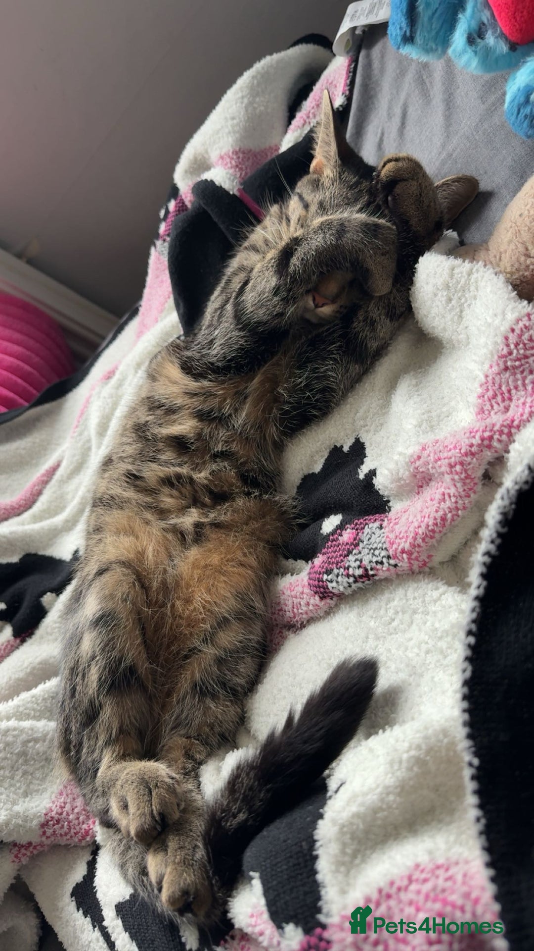 Mixed Breed cats for sale: Jinx! - Advert 4