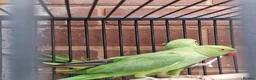 Ringnecks birds for sale: Beautiful red rumpus parakeet  - Advert 3