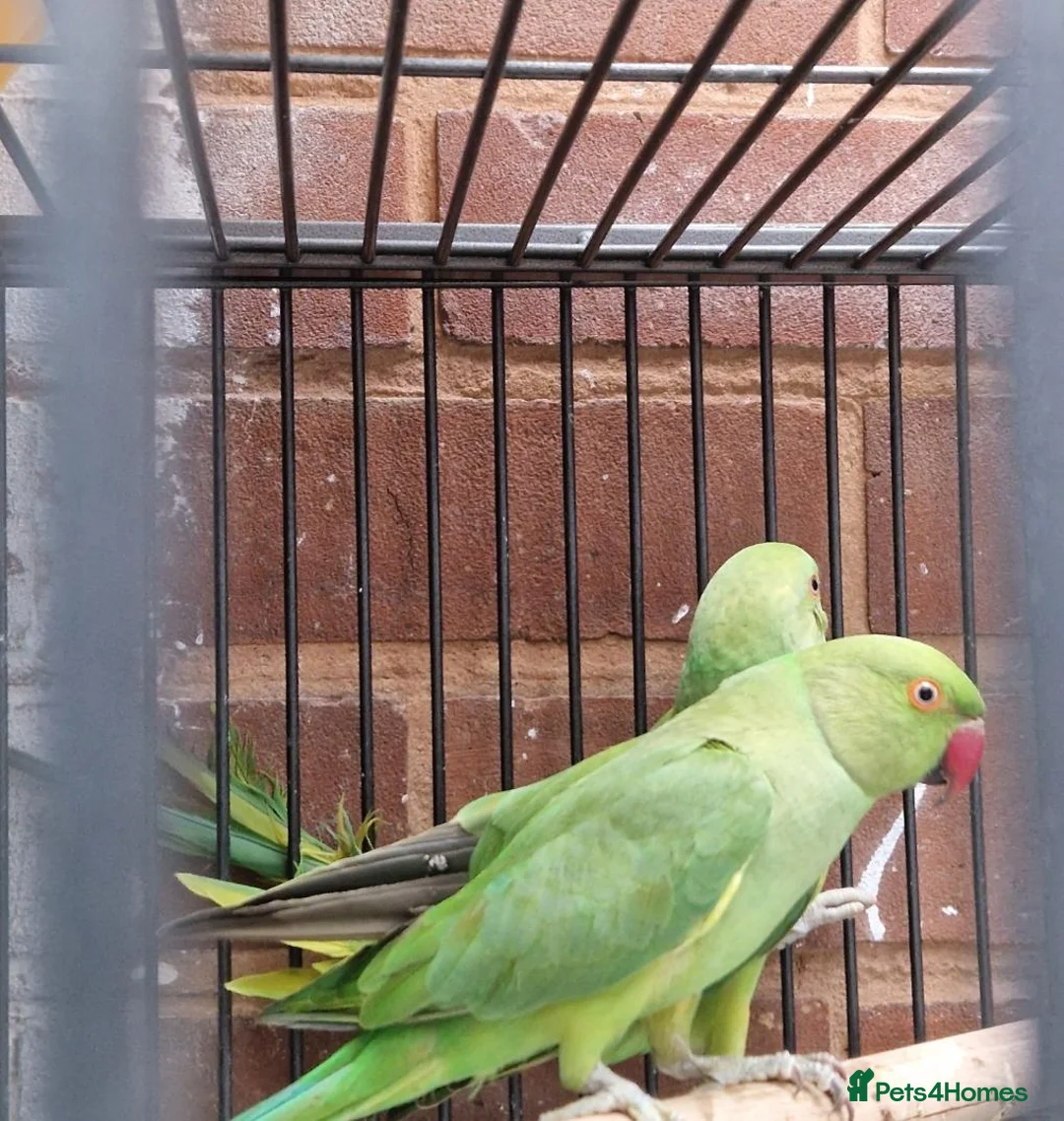 Ringnecks birds for sale: Beautiful red rumpus parakeet  - Advert 3