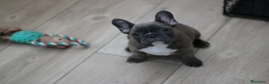French Bulldog