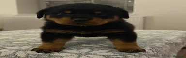 Rottweiler 5