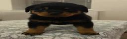 Rottweiler dogs for sale: STUNNING ROTTWEILER PUPS AVAILABLE  in Leicester - Advert 9