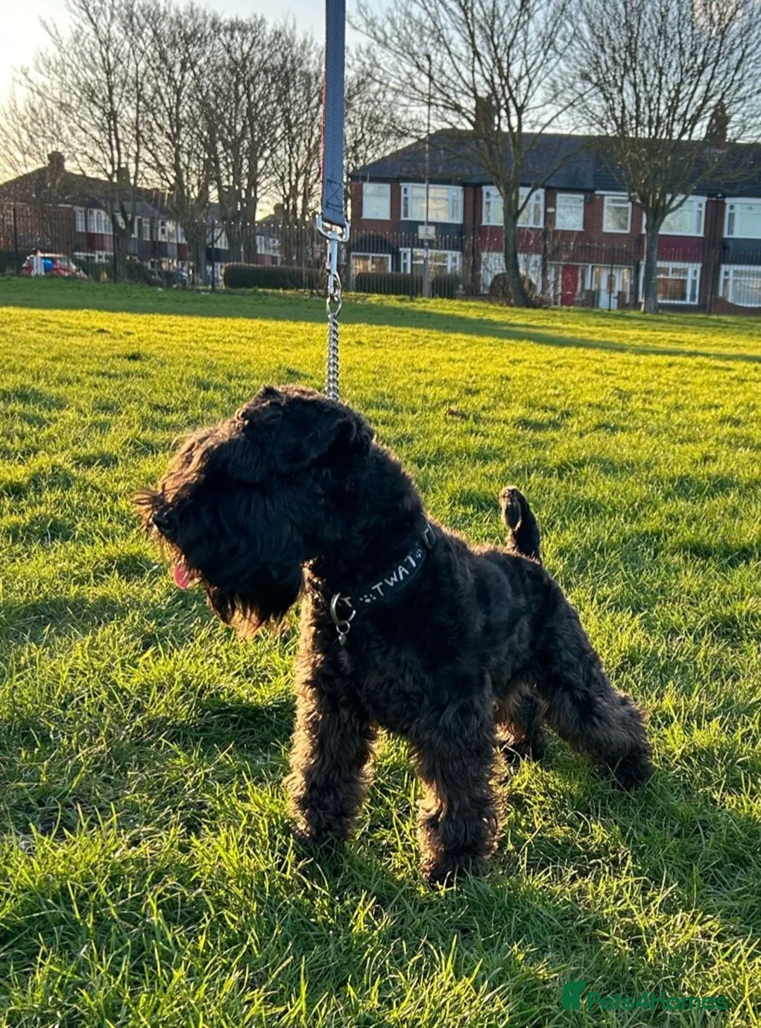 Miniature Schnauzer dogs for stud: CHAMPION SIRED eye/mac clear BLACK BOY AT STUD in Hessle - Advert 9