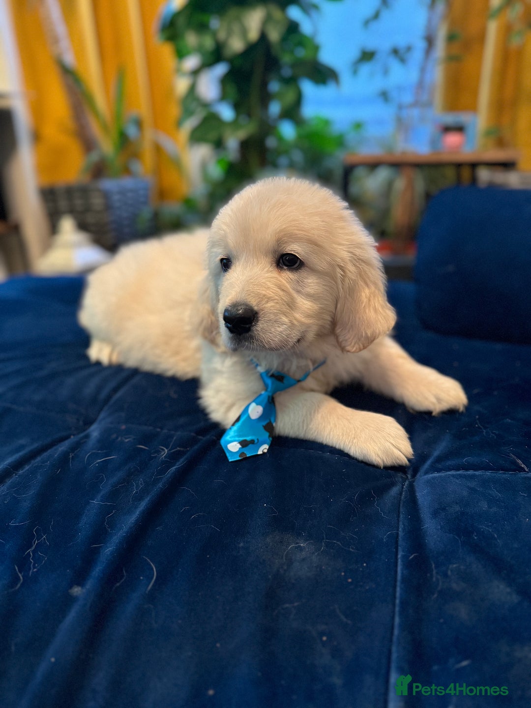 Golden Retriever dogs for sale: Beautiful Golden Retriever puppies KC - Advert 3