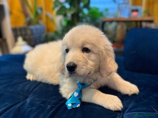 Golden Retriever dogs Beautiful Golden Retriever puppies KC - Advert 14