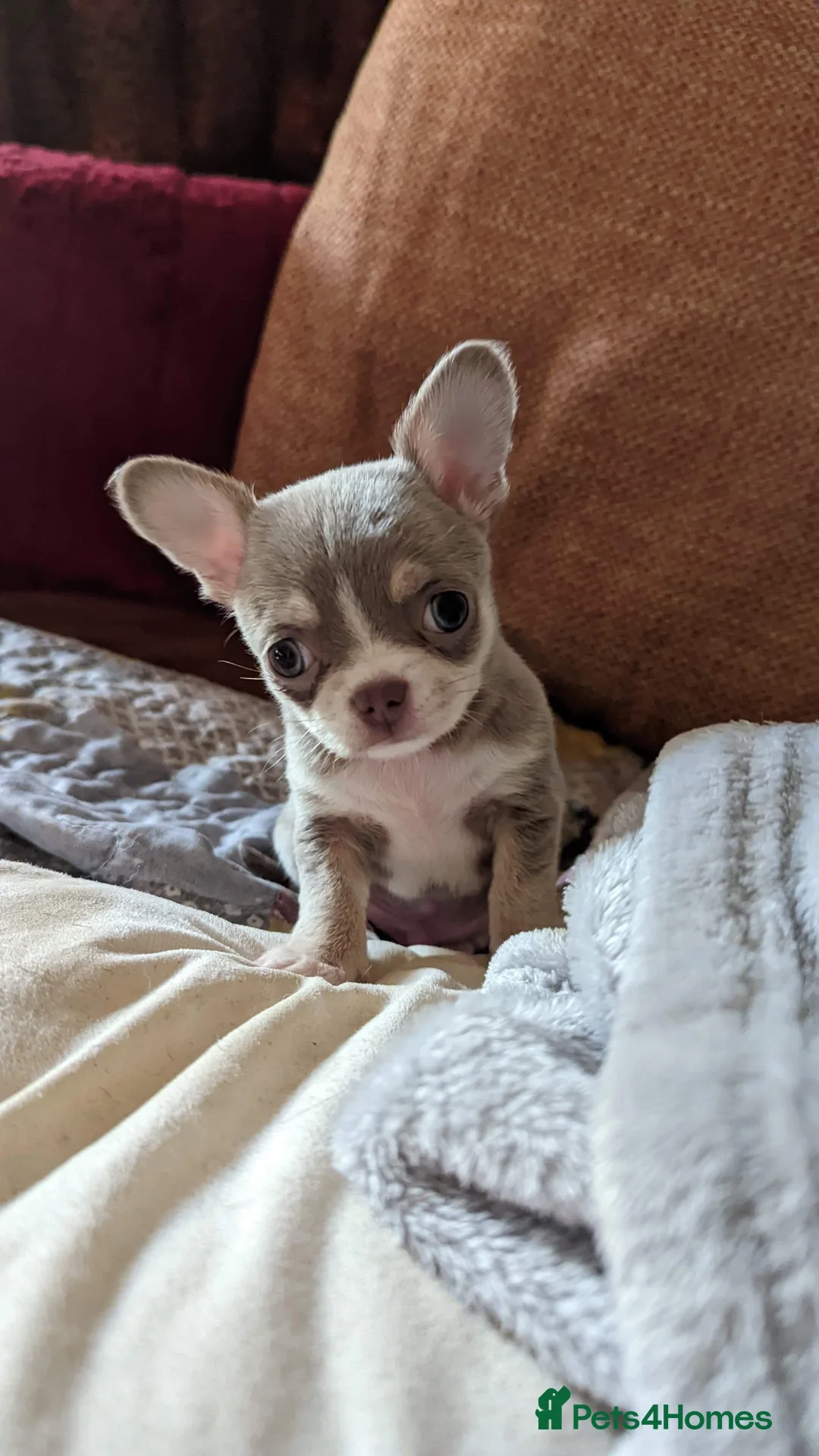 Chihuahua dogs for stud: Extra tiny chocolate and tan stud dog DNA tested in Rotherham - Advert 26