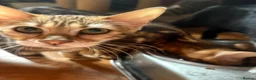 Mixed Breed cats for sale: Beautiful kittens ready now - Advert 4