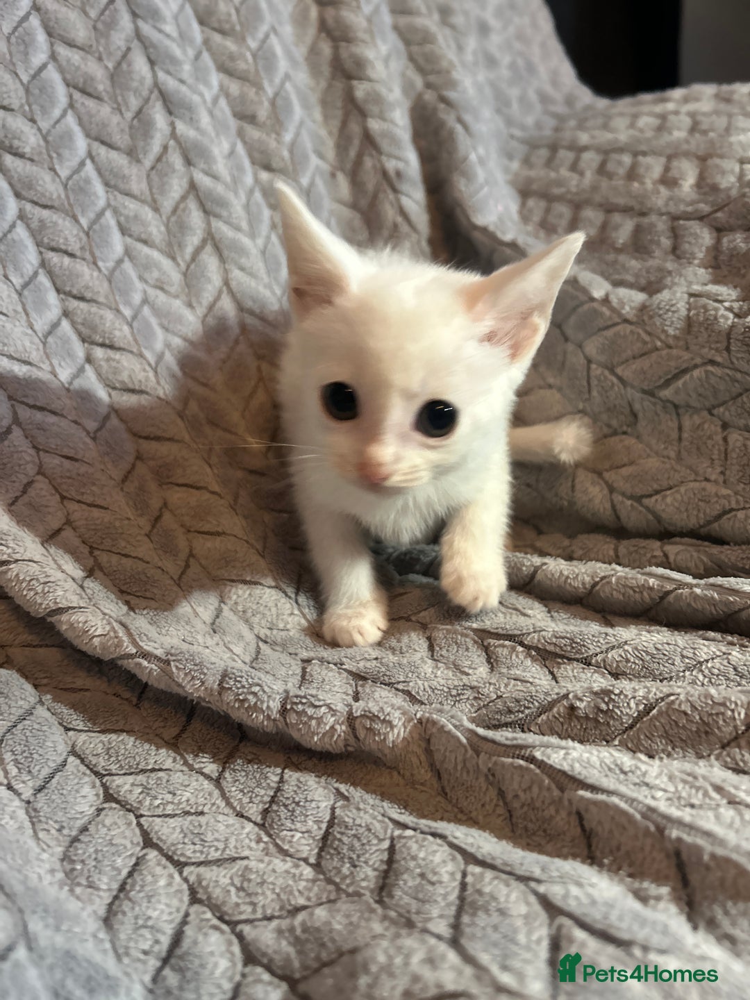 Russian Blue cats for sale: 6 beautiful kittens ❤️ - Image 9