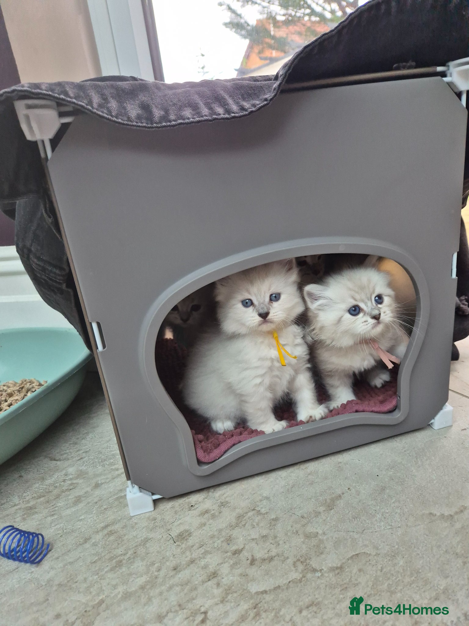 Siberian cats 1 Stunning Siberian boy ( registered) - Advert 10