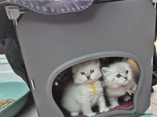 Siberian cats 1 Stunning Siberian boy ( registered) - Advert 10