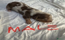 Miniature Dachshund dogs for sale: 6 Miniature Dachshund babies - Image 5