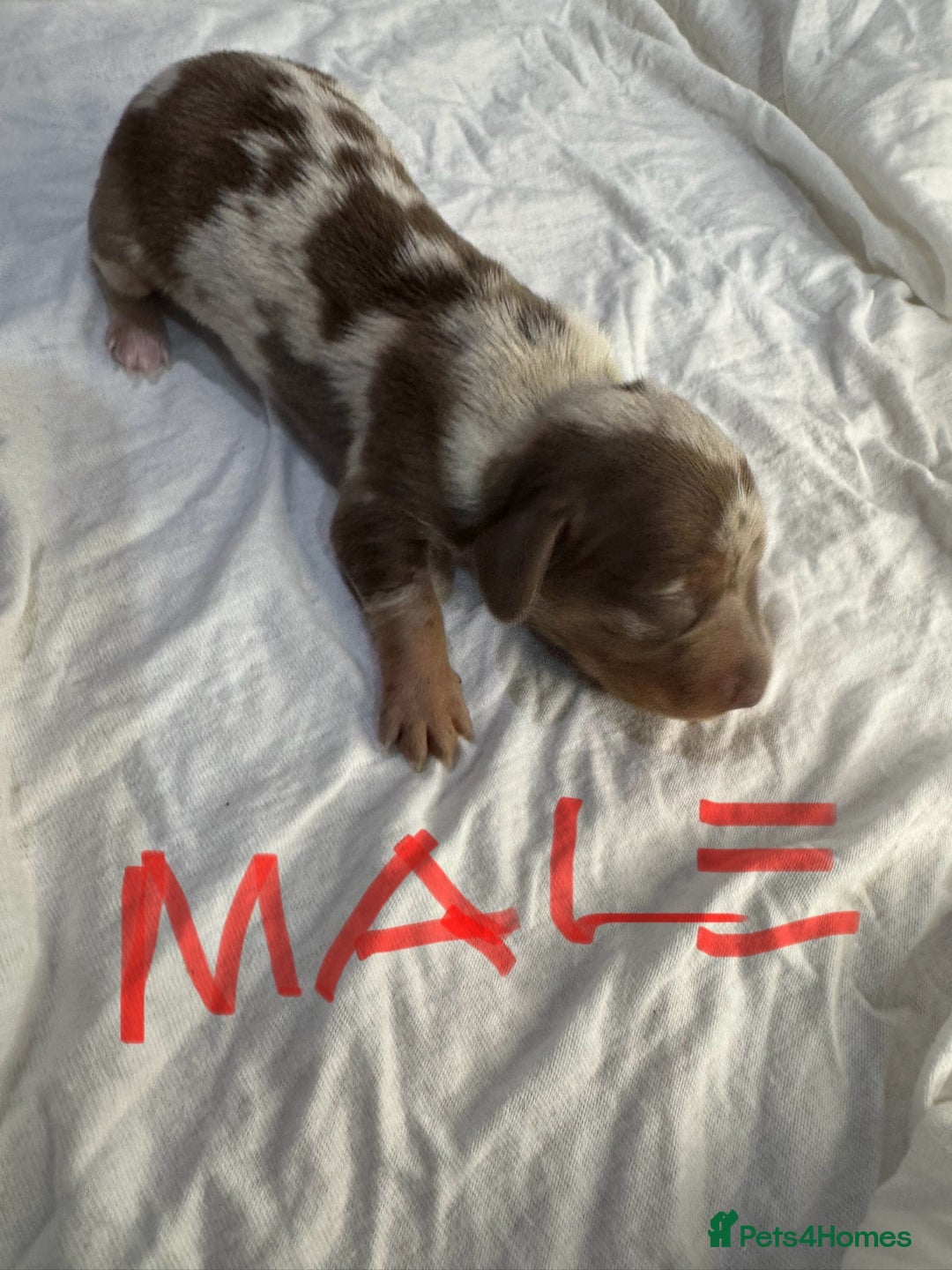 Miniature Dachshund dogs for sale: 6 Miniature Dachshund babies - Image 5