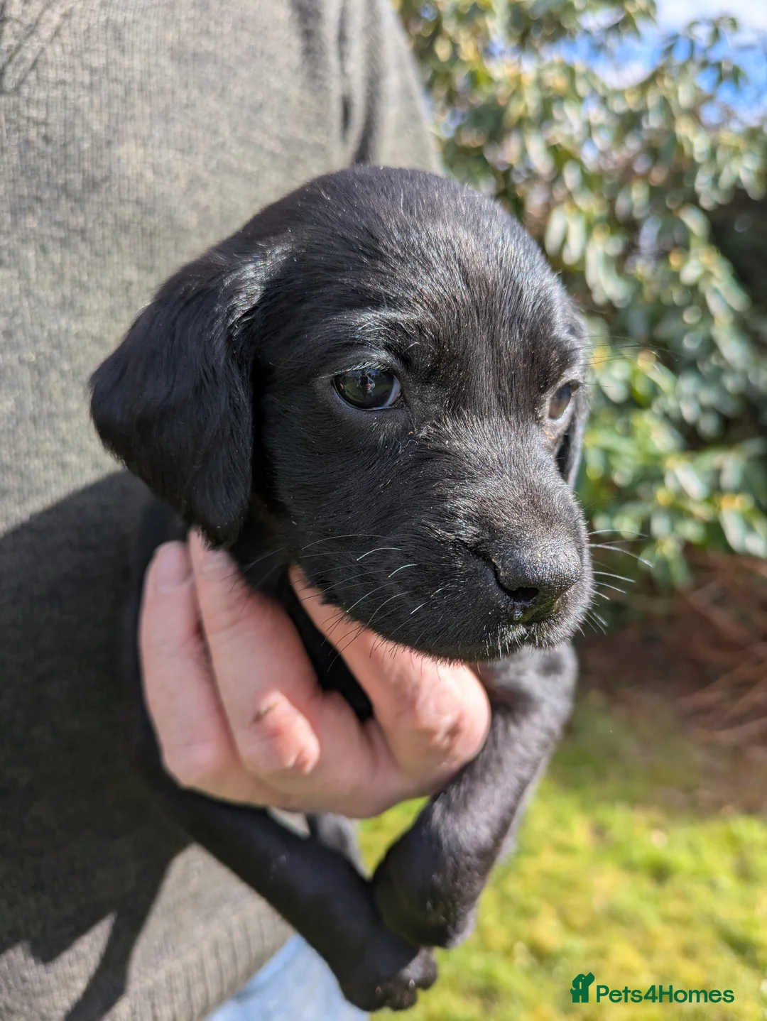 Springador dogs for sale: Springadors  - Advert 2