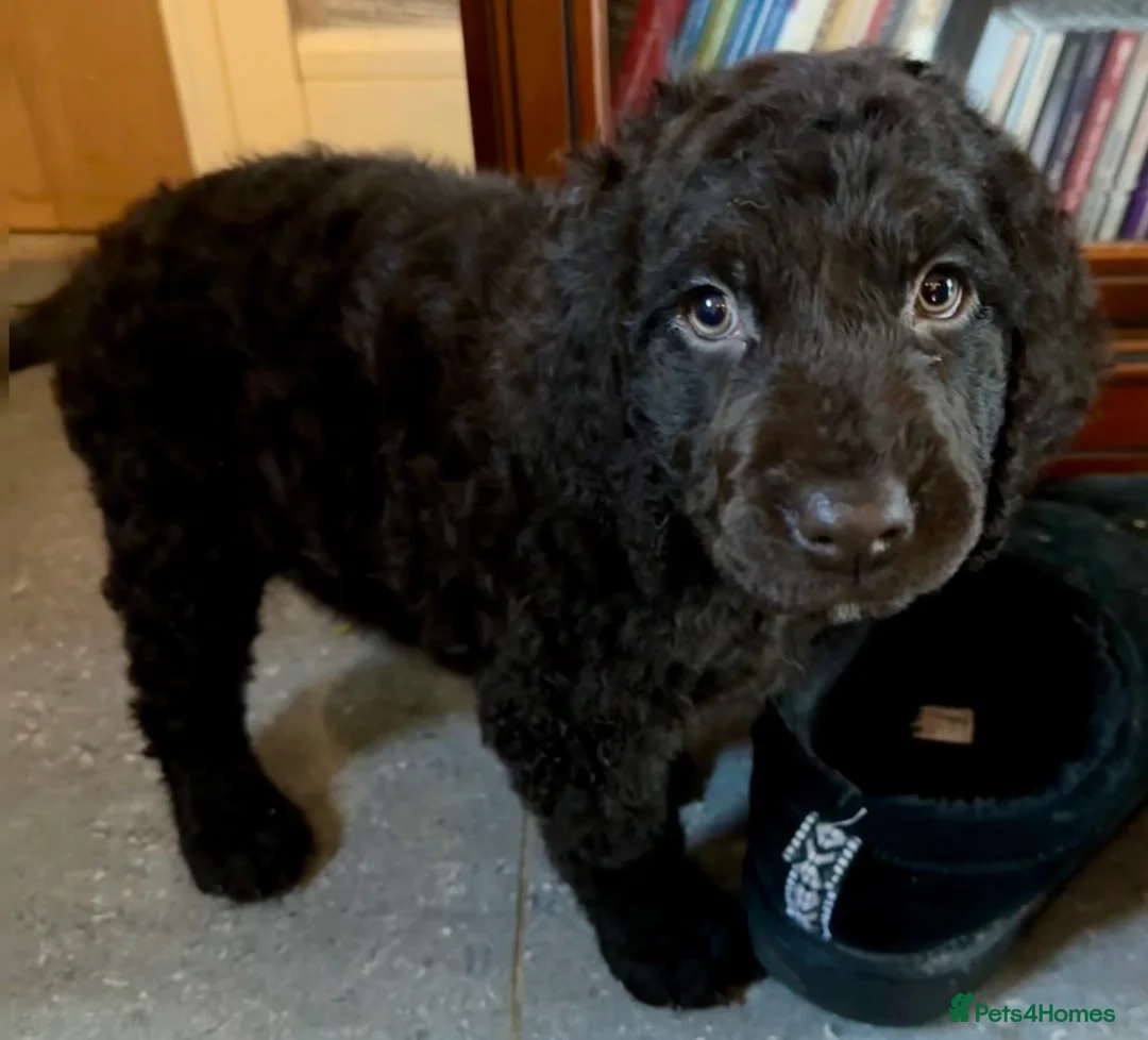 Irish Water Spaniel dogs for sale: Just 1 female Irish Water Spaniel  - Advert 2