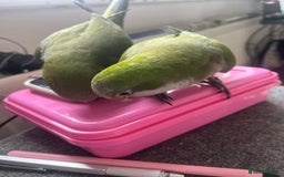 Parakeets birds for sale: Quaker monk parakeet - Image 5