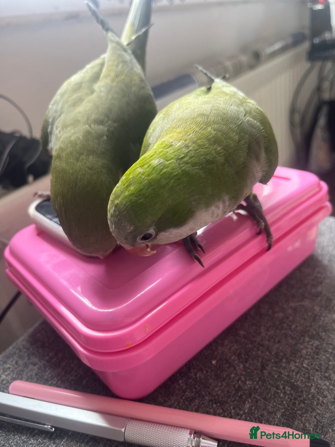 Parakeets birds for sale: Quaker monk parakeet - Image 5