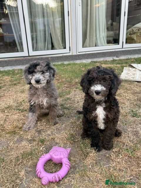 Cockapoo dogs *LAST 3 LEFT READY TO LEAVE*F1B Cockapoos🐶 - Advert 18