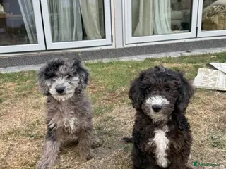 Cockapoo dogs *LAST 3 LEFT READY TO LEAVE*F1B Cockapoos🐶 - Advert 1