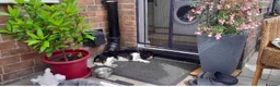 Cavalier King Charles Spaniel dogs for adoption: Bruno seeking forever home  - Advert 3
