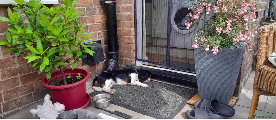 Cavalier King Charles Spaniel dogs for adoption: Bruno seeking forever home  - Advert 3