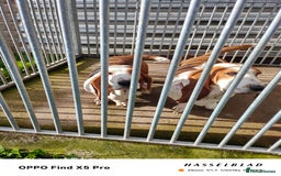 Basset Hound dogs for sale: 🐾 Two Beautiful Female Basset Hounds🐾 - Image 9