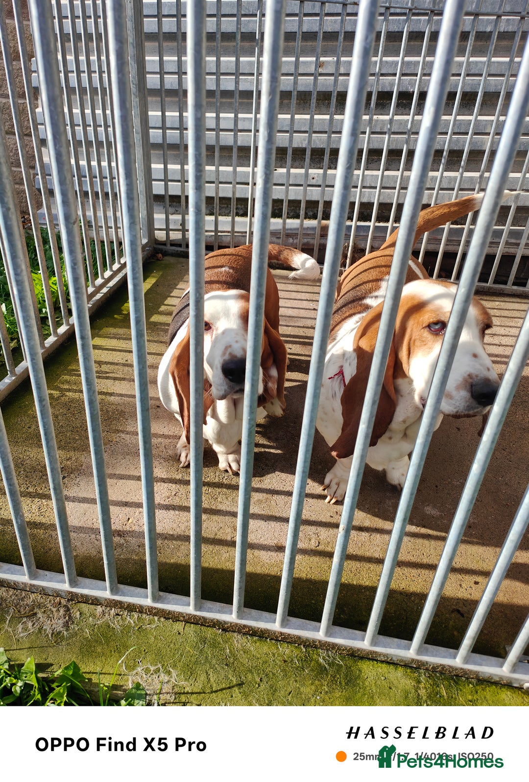 Basset Hound dogs for sale: 🐾 Two Beautiful Female Basset Hounds🐾 - Image 9