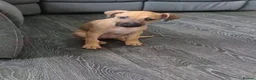 Lurcher dogs for sale: Lurcher pup  - Advert 6